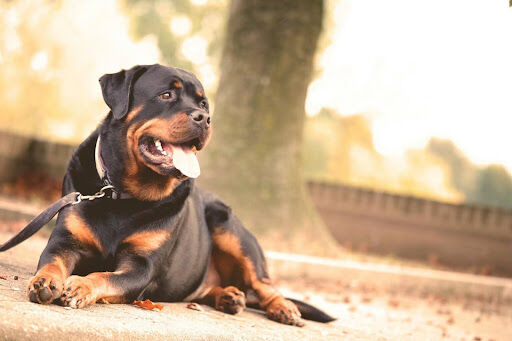13 Best Dogs That Could Fit Into Your Life